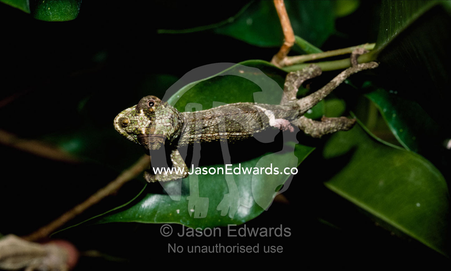 A young Jackson's chameleon searches for prey with its mobile eyes. Zoological Board of Victoria, Victoria, Australia.