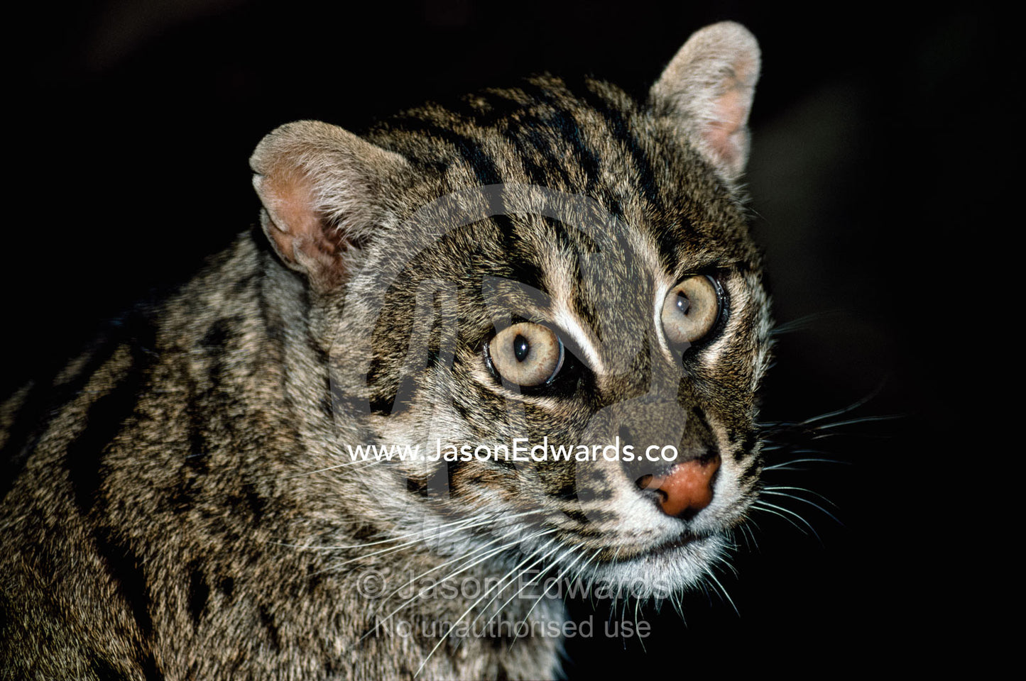 Portrait of an Asiatic fishing cat (Felis viverrina). Zoological Board of Victoria, Victoria, Australia.