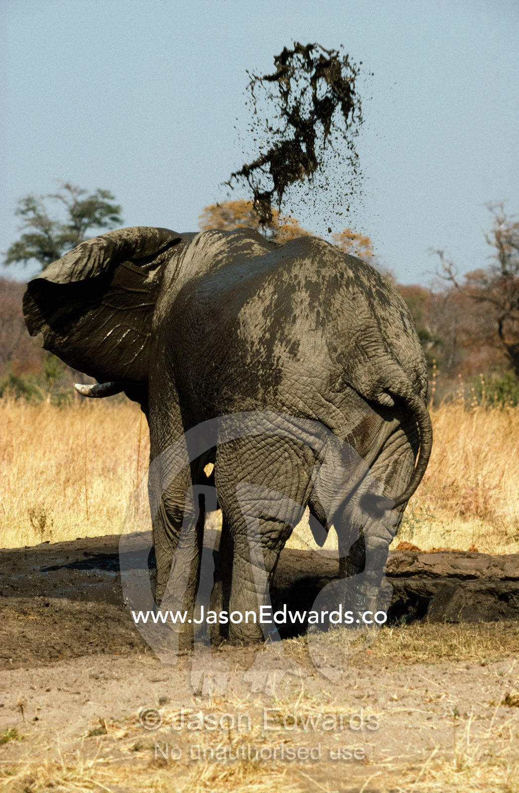 An African elephant showers himself in mud to ward off biting insects. Hwange National Park, Zimbabwe, Africa.