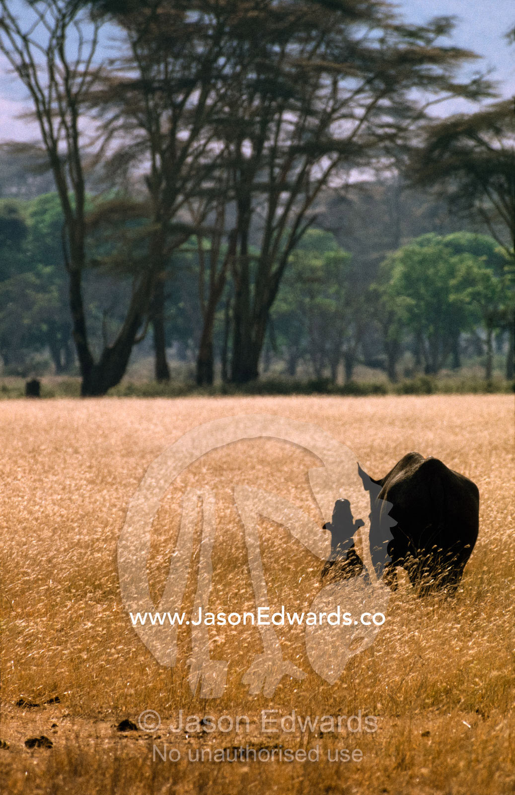 A stretching black rhinoceros calf and his mother in tall grass. Ngorongoro Crater, Ngorongoro Conservation Area, Great Rift Valley, Tanzania.