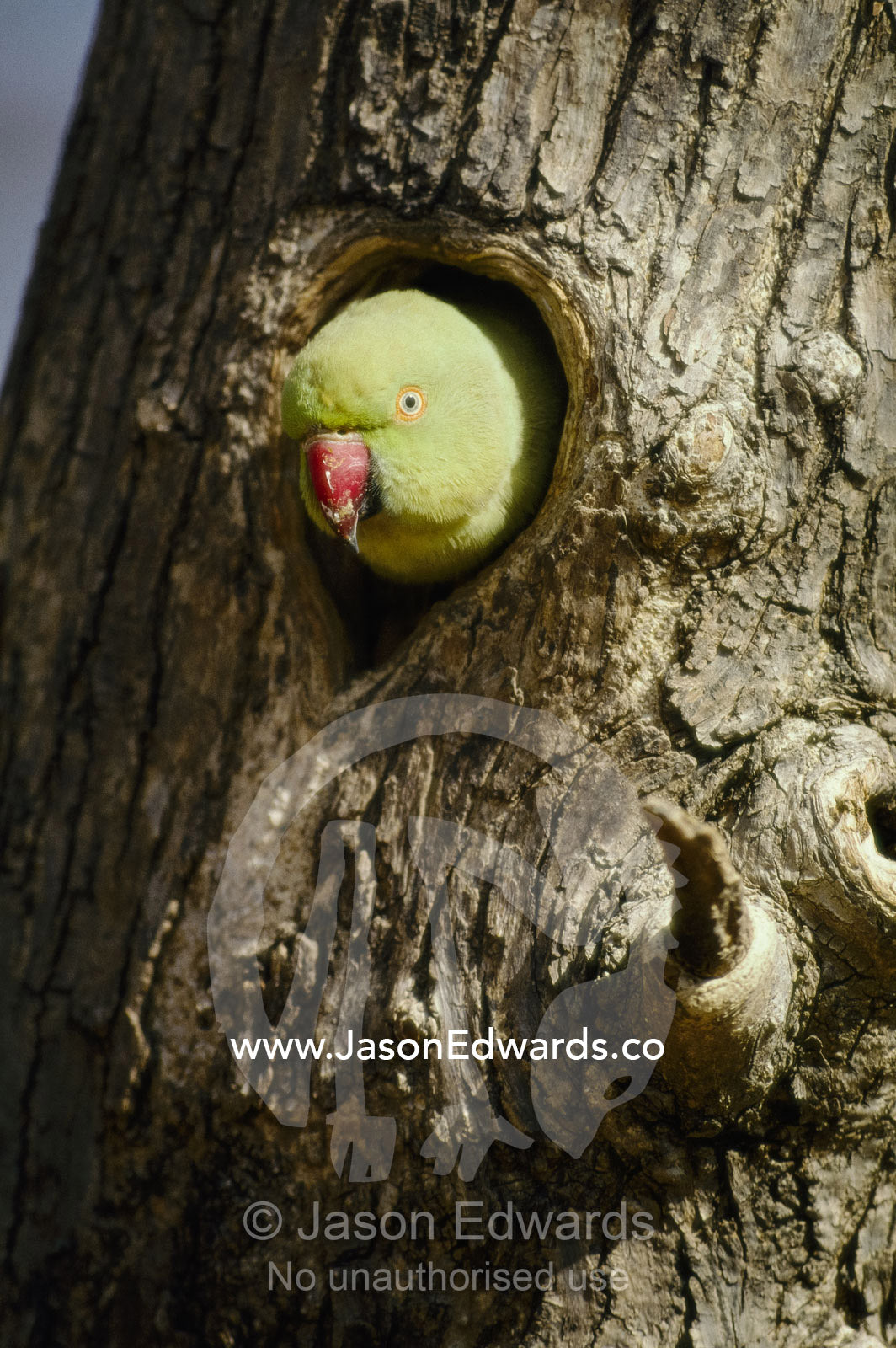 A rose-ringed parakeet peeks out of its nest in a tree trunk. Ranthambhore National Park, India.