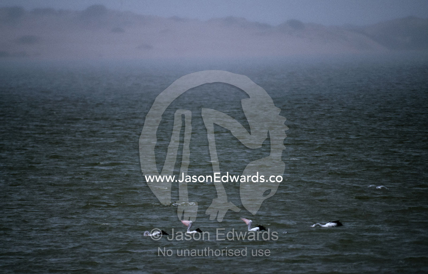 A squall moves in as Australian pelicans cross a wetland. Coorong National Park, South Australia, Australia.