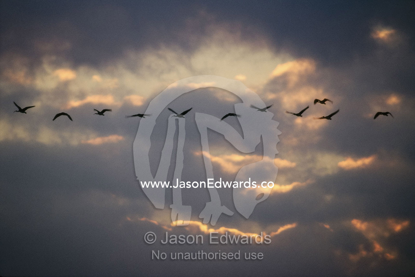 Australian white ibises silhouetted against the sky at sunset. Werribee, Victoria, Australia.