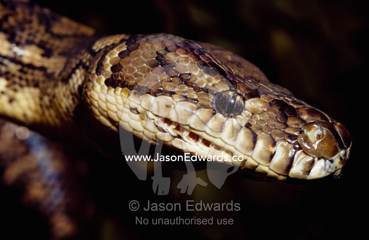 Head and labial pit detail of a carpet python (Morelia spilota). Victoria, Australia.