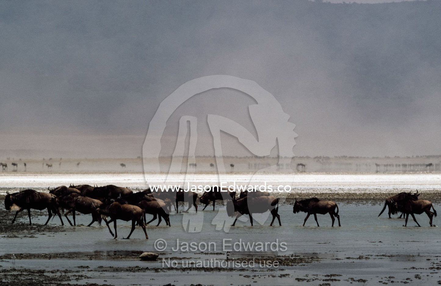 Wildebeests cross a soda lake on the floor of Ngorongoro Crater. Ngorongoro Crater, Ngorongoro Conservation Area, Great Rift Valley, Tanzania.