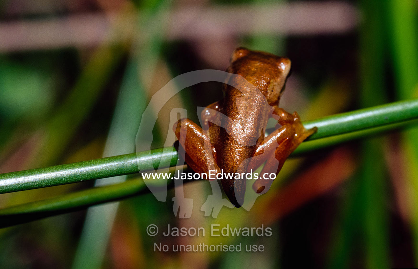 A southern brown froglet/metamorph with its shortening tail displayed. Corrandurk Wetlands, Victoria, Australia.