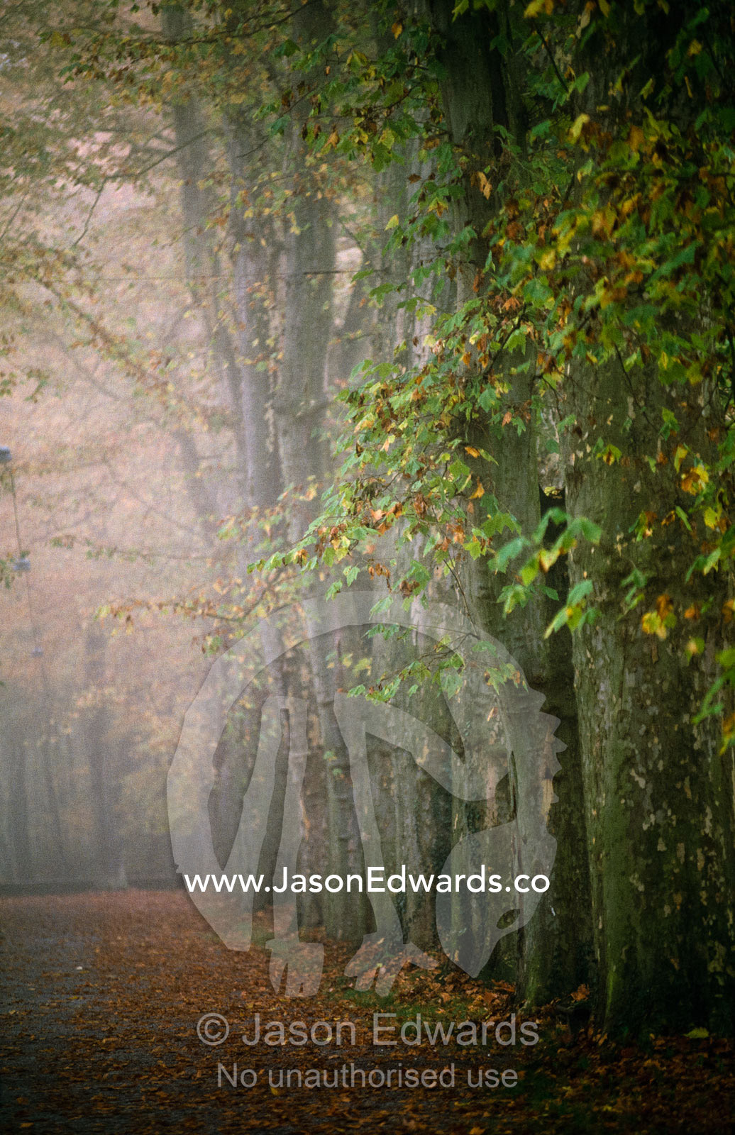 Early morning fog shrouds a tree-lined path in a Tubingen garden. Tubingen, Germany.