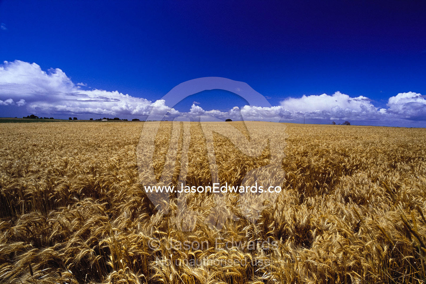 Clouds and a brilliant blue sky over a windy wheat field. Bool Lagoon, Australia.