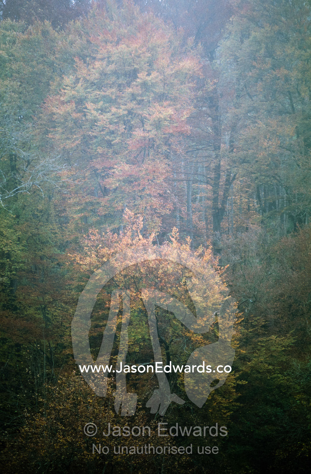 A fog-shrouded deciduous forest in early autumn. Swabian Alb, Baden-Wurttemberg, Germany.