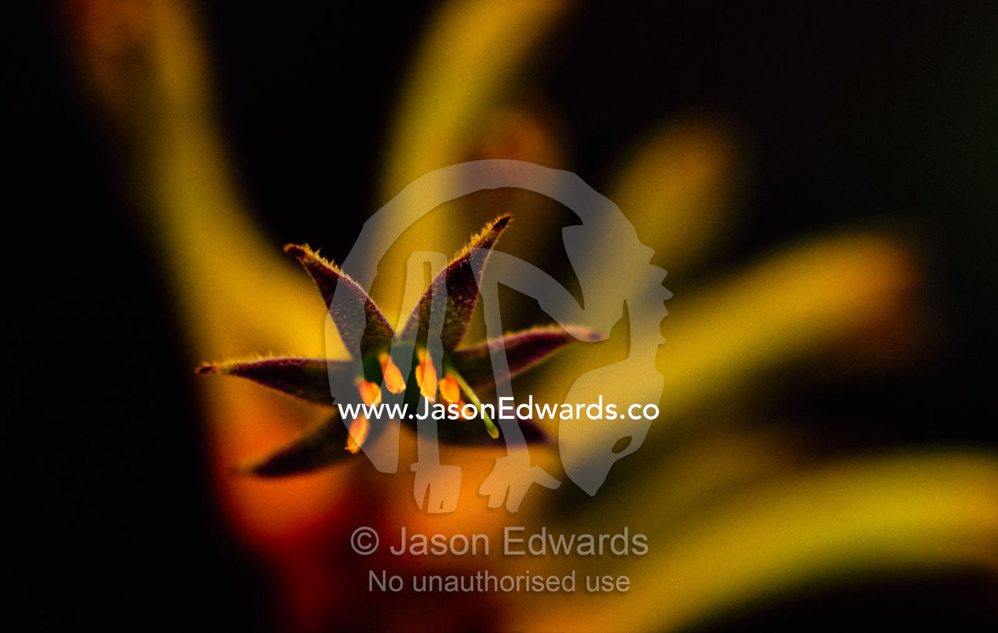 Detail of a kangaroo paw flower. Naracoorte Caves, South Australia, Australia.