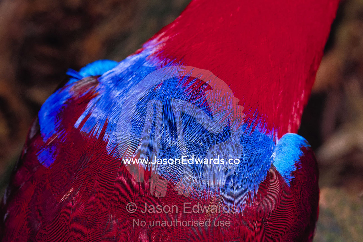 Close view of the vibrant feathers of an eclectus parrot. Melbourne Zoo, Melbourne, Victoria, Australia.