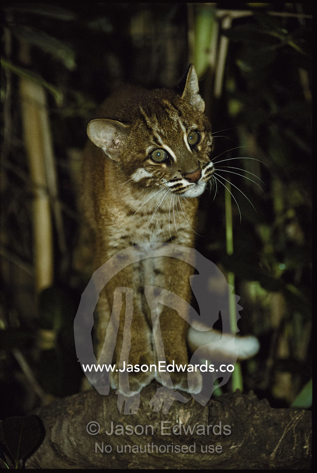 Close view of a captive Asiatic golden cat. Melbourne Zoo, Melbourne, Victoria, Australia.