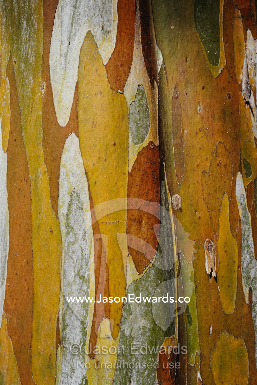 Abstract created by a close view of snow gum tree bark. Alpine National Park, Victoria, Australia.