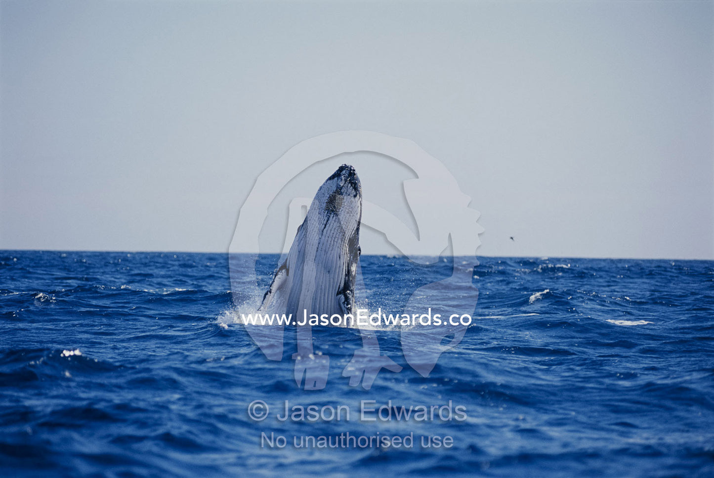 A Southern Humpback whale playfully breaching on a vast ocean. Platypus Bay, Hervey Bay, Queensland, Australia.