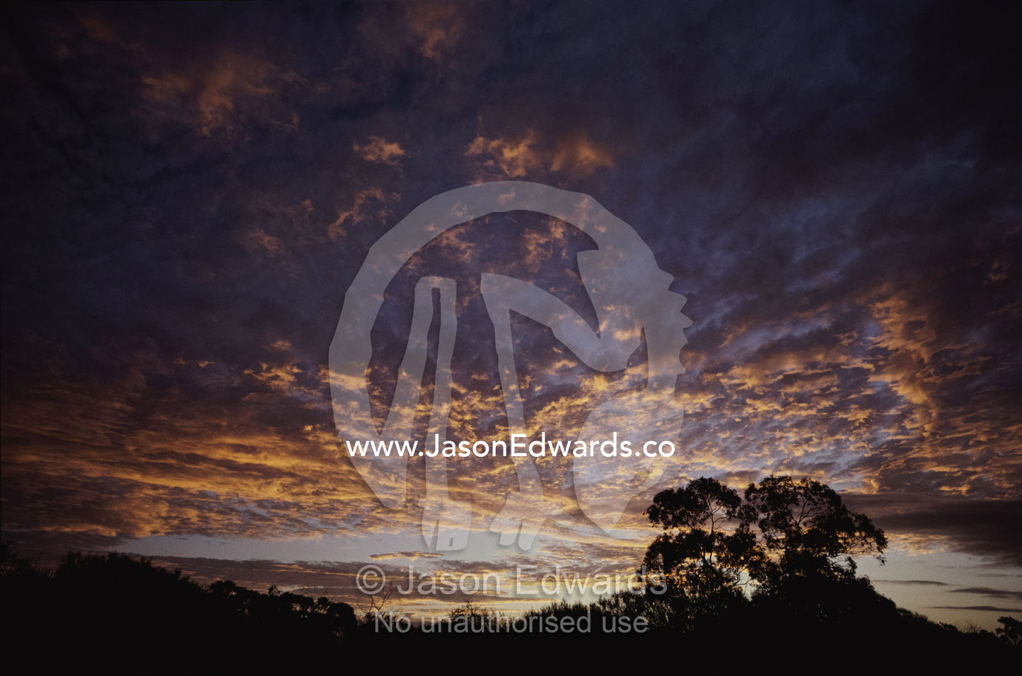 Cloud formations and silhouetted trees at sunset. Outback, Western Australia, Australia.