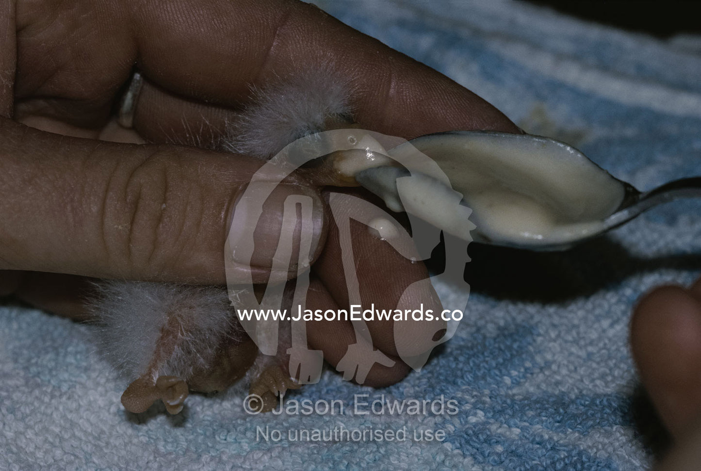 Parrot fledgling being hand-fed from a spoon. Melbourne Zoo, Victoria, Australia.
