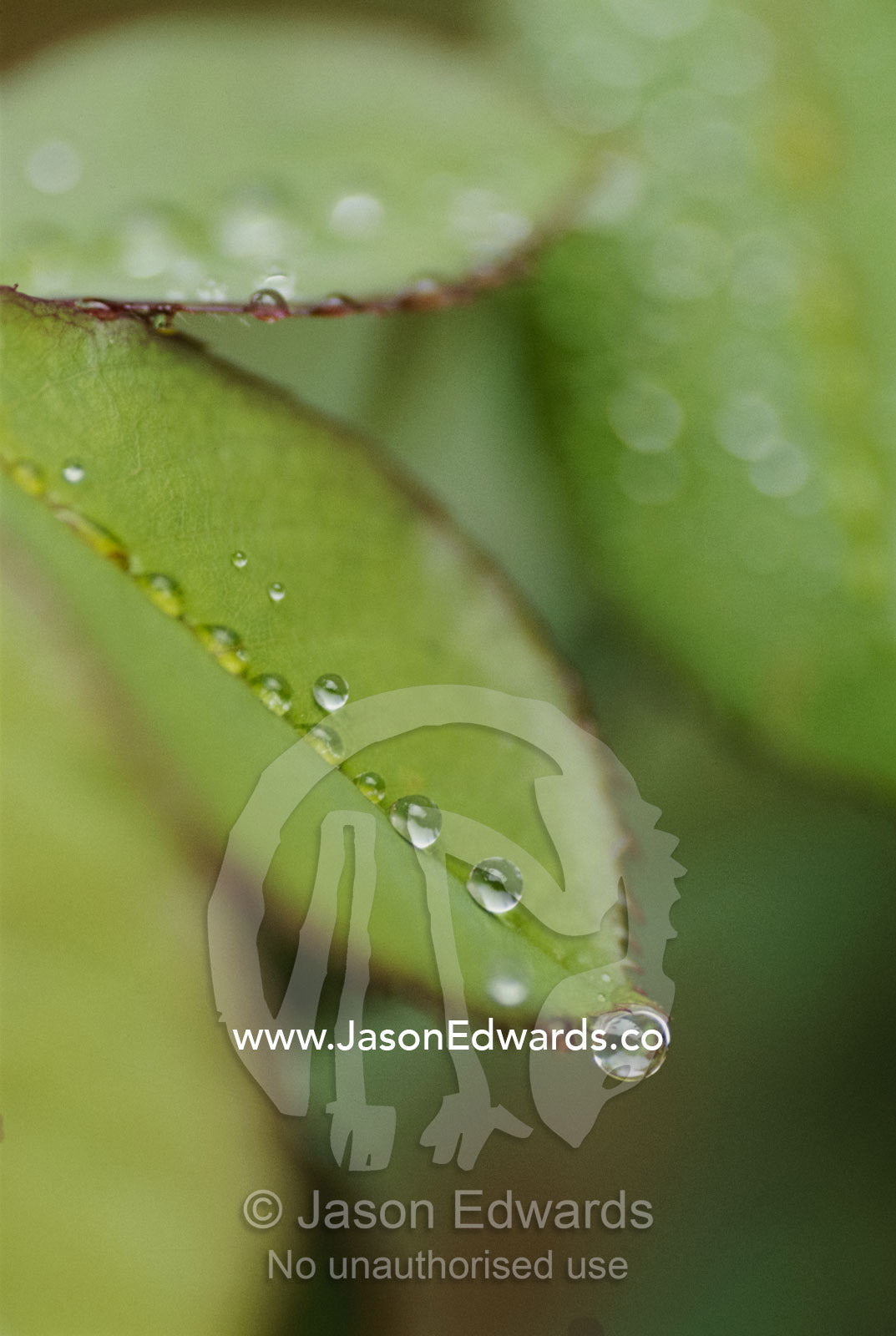 A close view of raindrops running down a rose leaf. North Carlton, Victoria, Australia.