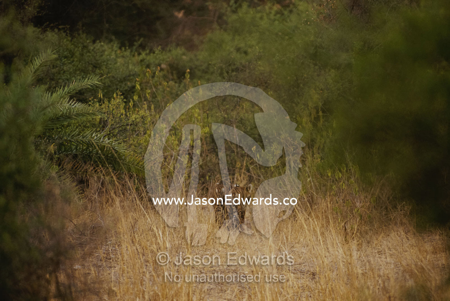 Rear view of Bengal tiger cubs walking into forest. Ranthambhor National Park, India.