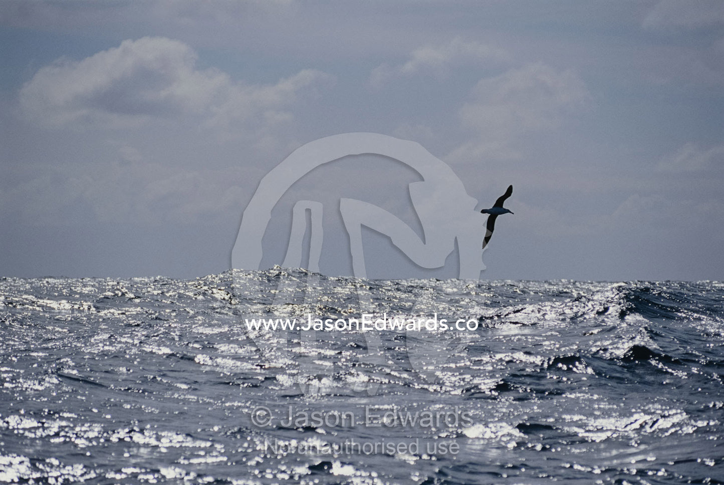An Albatross in flight over a sunlit ocean. Wollongong, New South Wales, Australia.