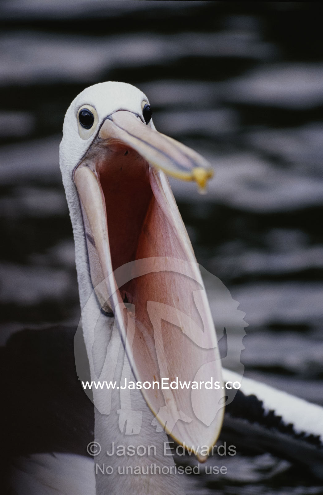 Australian pelican with gaping bill. Healesville, Victoria, Australia.