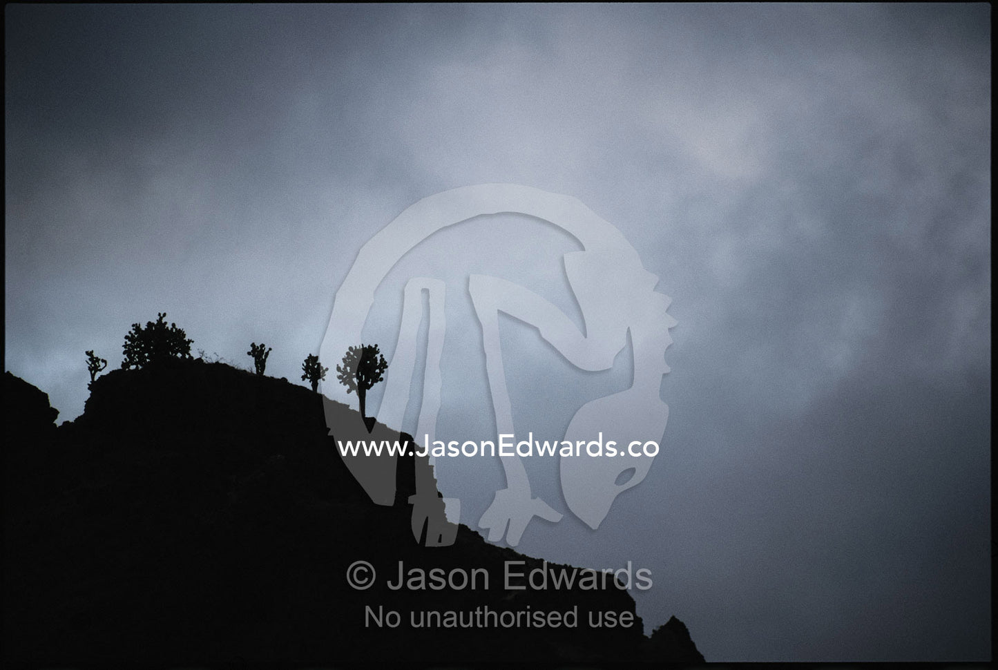 Giant prickly pear cacti silhouetted under storm clouds. Galapagos Islands.