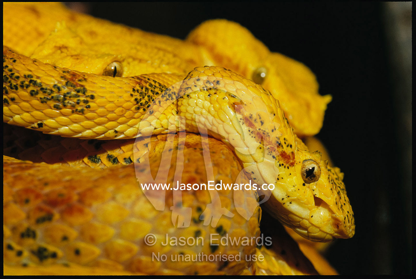 Bocaraca eyelash vipers. Zoological Board of Victoria, Victoria, Australia.