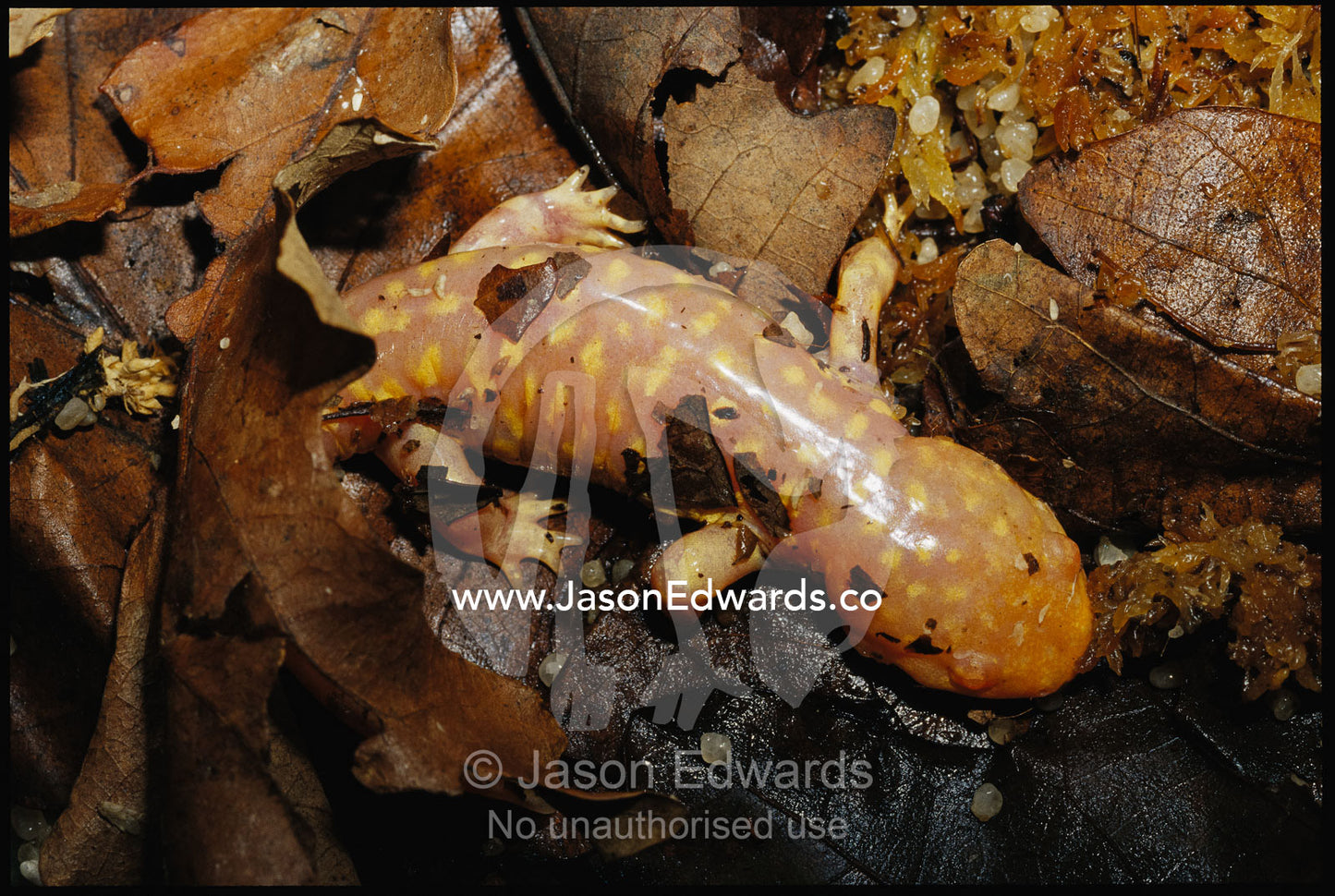 Salamander in larval stage in leaf litter. Melbourne, Victoria, Australia.