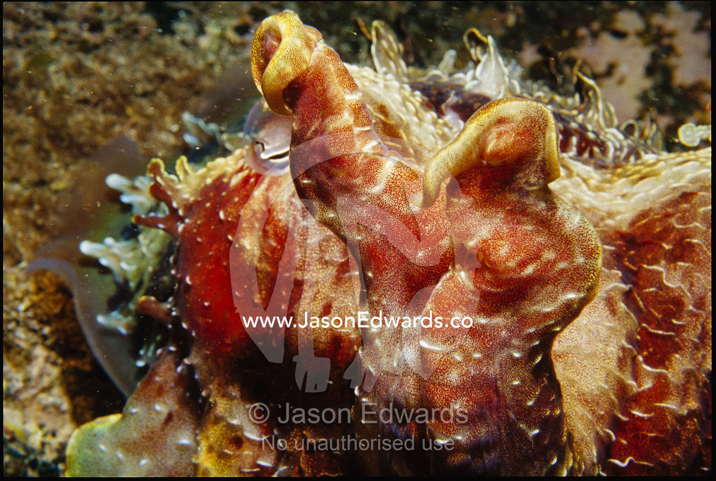 Giant cuttlefish. Merimbula, New South Wales, Australia.
