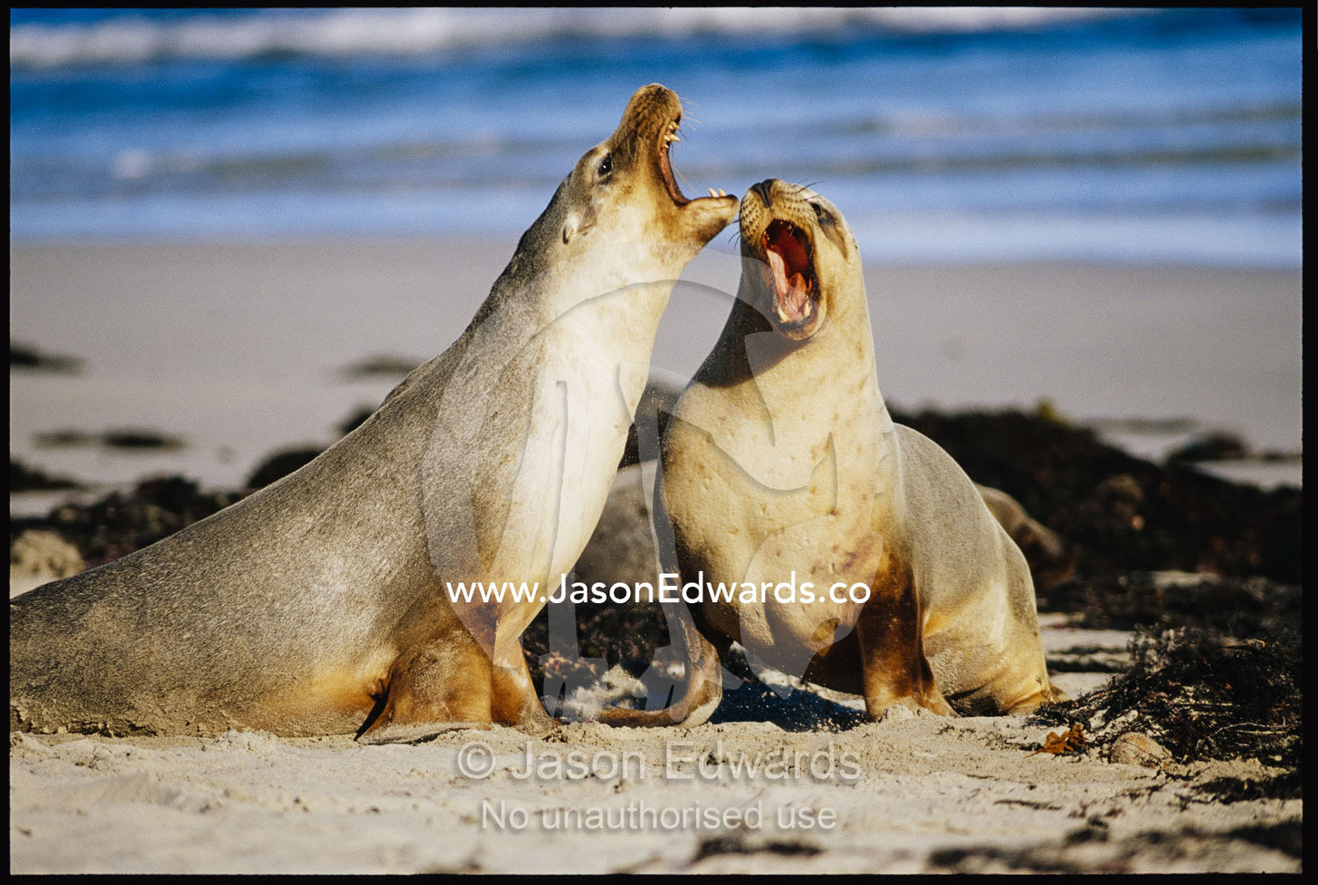 Australian sea lion bulls vocalizing. Seal Bay, Kangaroo Island, South Australia, Australia.