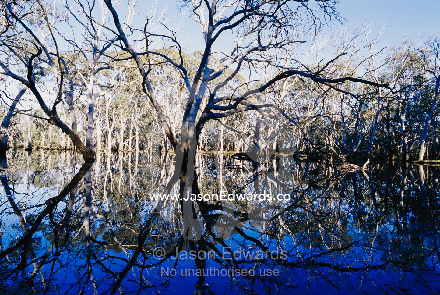 Blue gum trees and reflections in wetland. Kangaroo Island, South Australia, Australia.