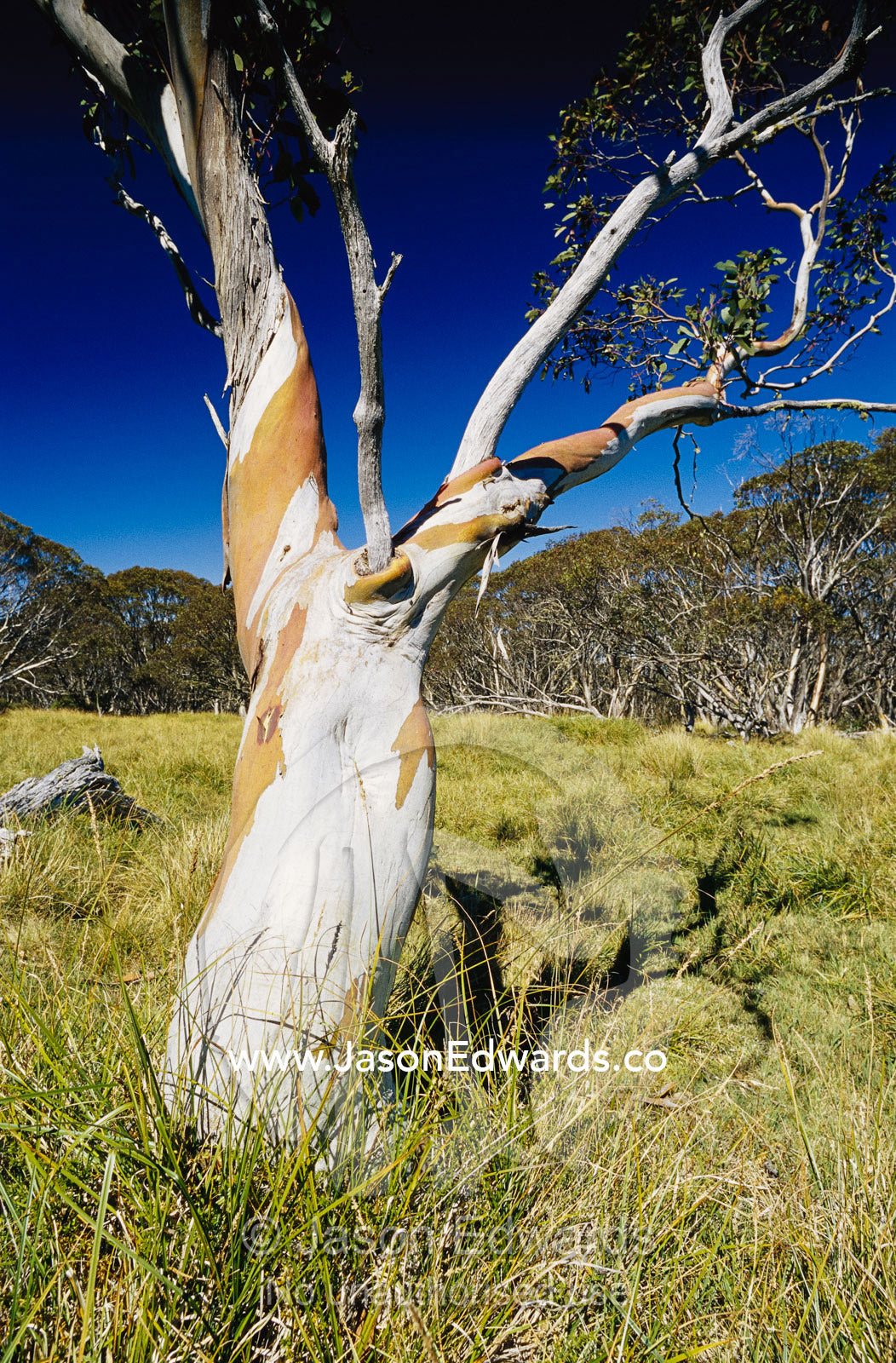 Snow gum tree trunk showing bark coloration. Alpine National Park, Victoria, Australia.