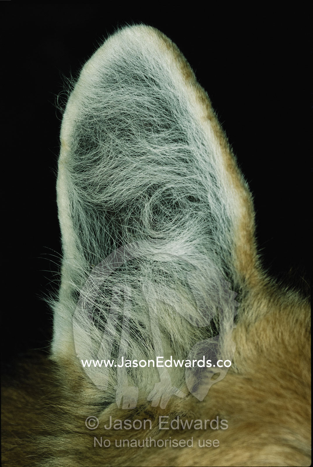 Close view of South American maned wolf ear. Zoological Board of Victoria, Melbourne, Australia.