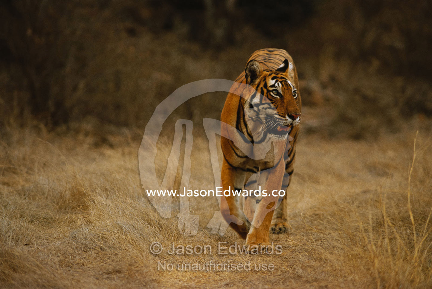 Bengal tiger. Ranthambhore National Park, India.