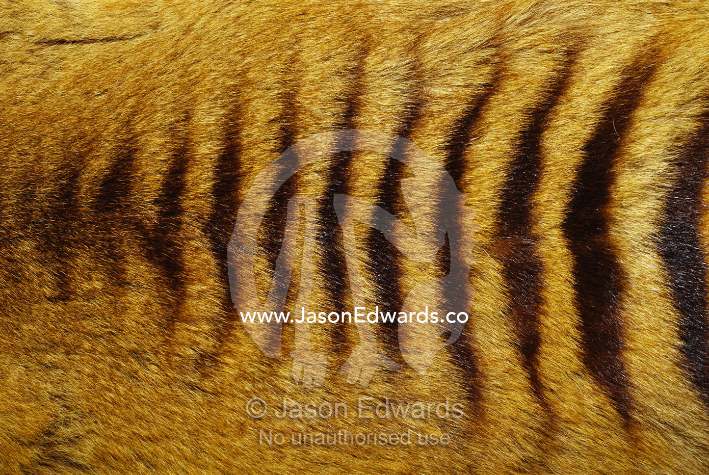 Close view of Tasmanian wolf fur. Launceston, Tasmania, Australia.