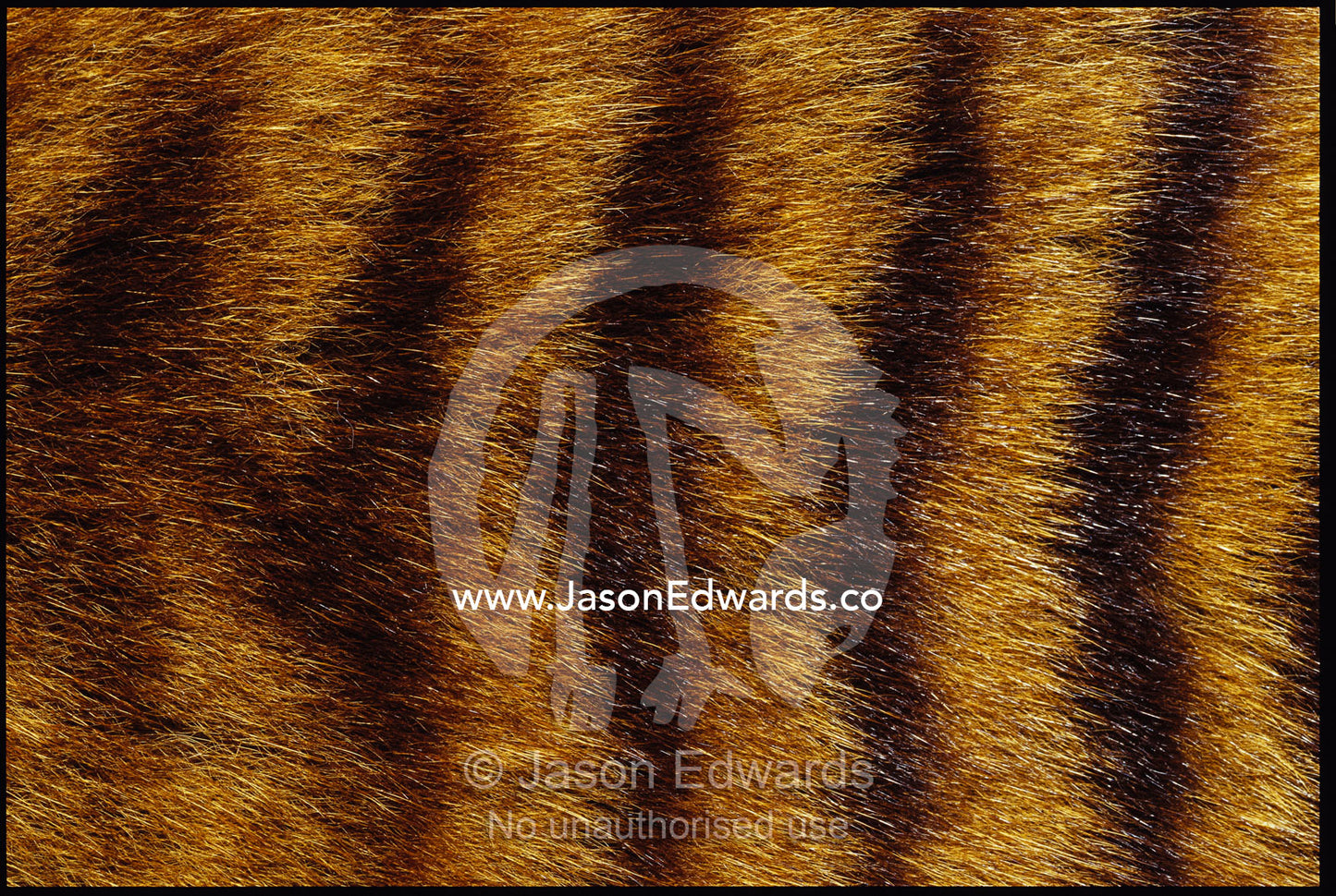 Close view of Tasmanian wolf fur markings. Launceston, Tasmania, Australia.