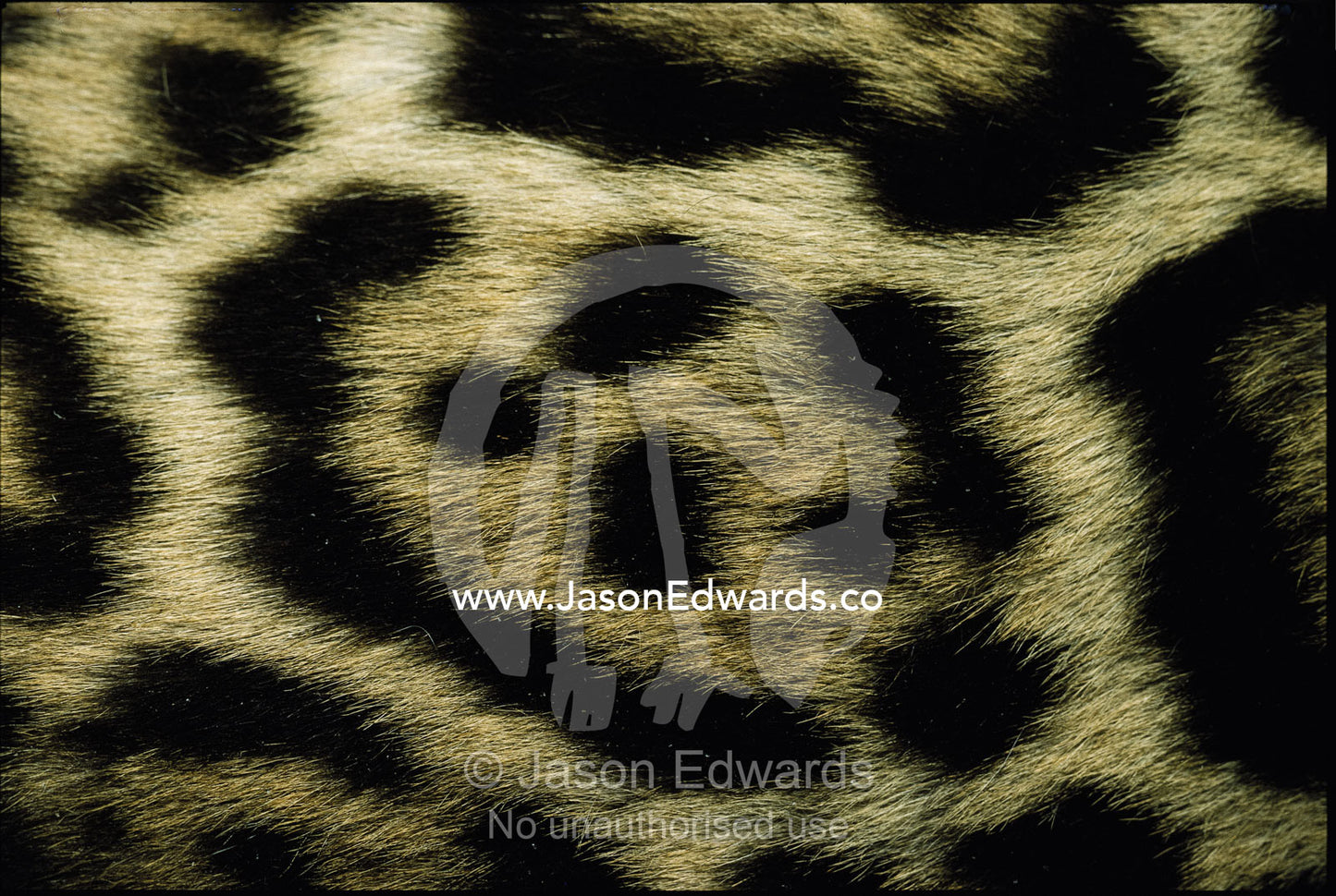 Close view of jaguar fur markings. Zoological Board of Victoria, Melbourne, Australia.
