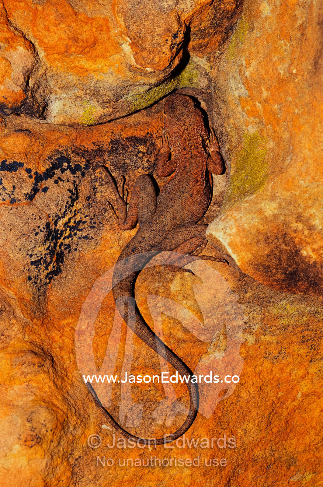 A rusty crevice dragon resting on a sun warmed rock. Watarrka National Park, Kings Canyon, Northern Territory, Australia.