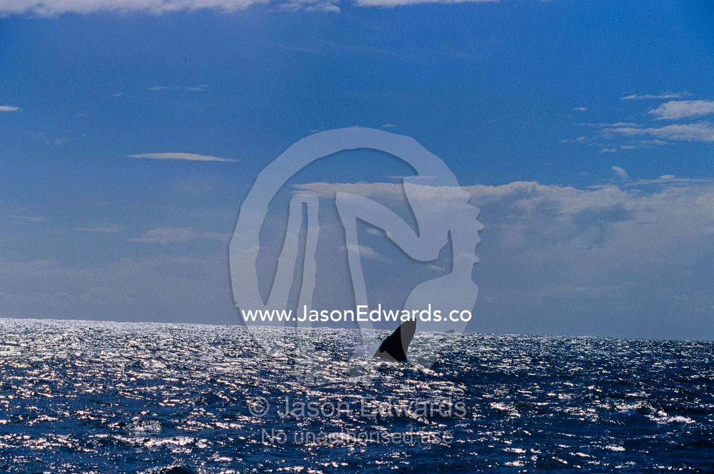 A Humpback Whale spy hopping and breaching in a vast ocean. Green Cape, New South Wales, Australia.