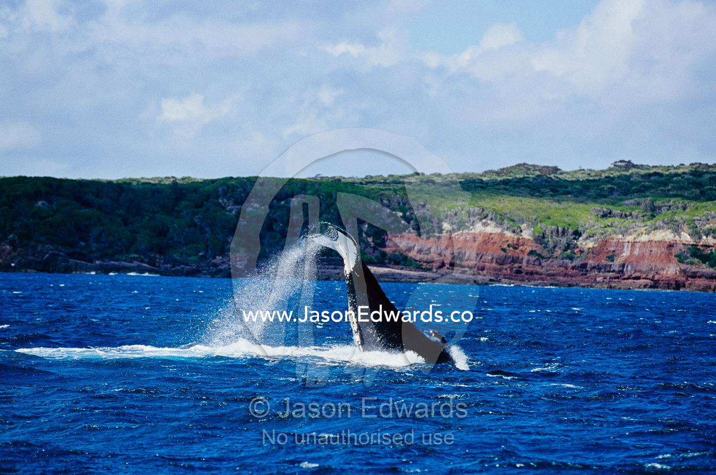 Spray flies from a Humpback Whales tail flukes as it slaps them against the ocean. Eden, New South Wales, Australia.