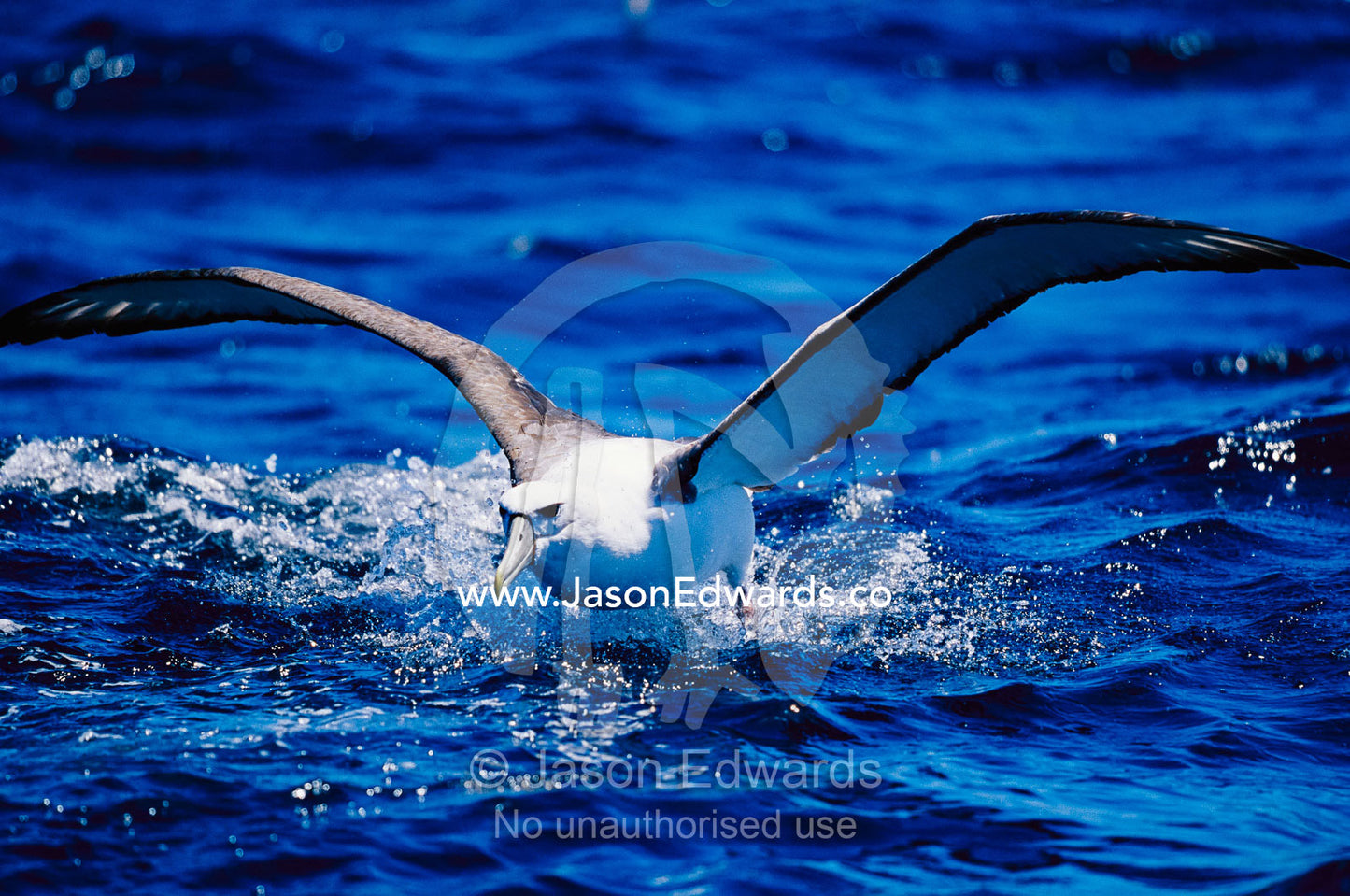 A shy albatross running on water to take off into flight. Continental shelf off of Eden, New South Wales, Australia.
