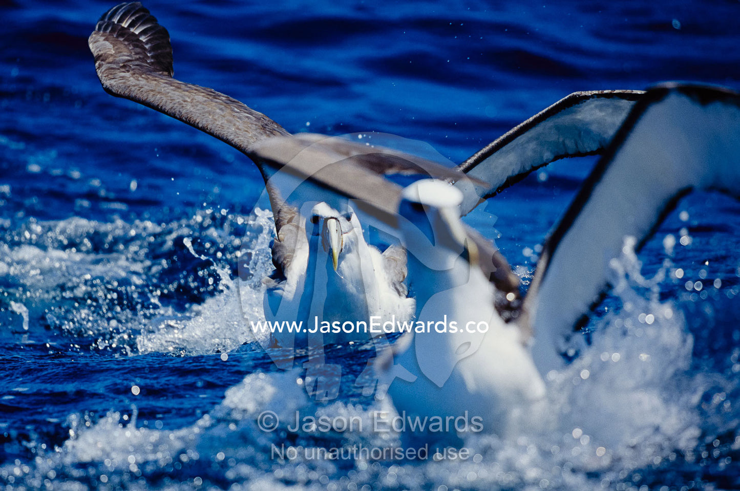 Shy albatrosses running on water to take off into flight. Continental shelf off of Eden, New South Wales, Australia.