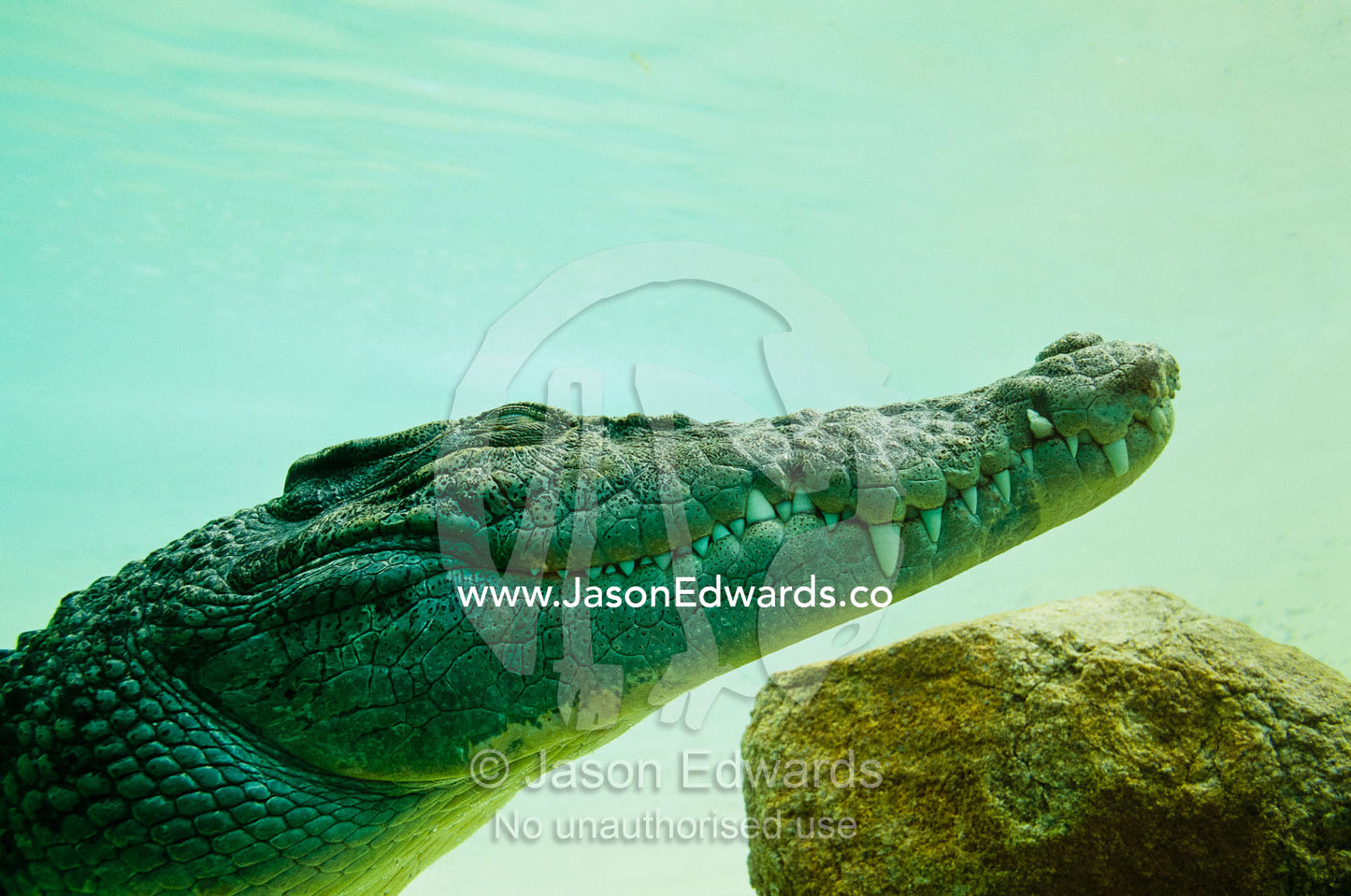An estuarine saltwater crocodile underwater with eyes and jaw shut. Alice Springs, Northern Territory, Australia.