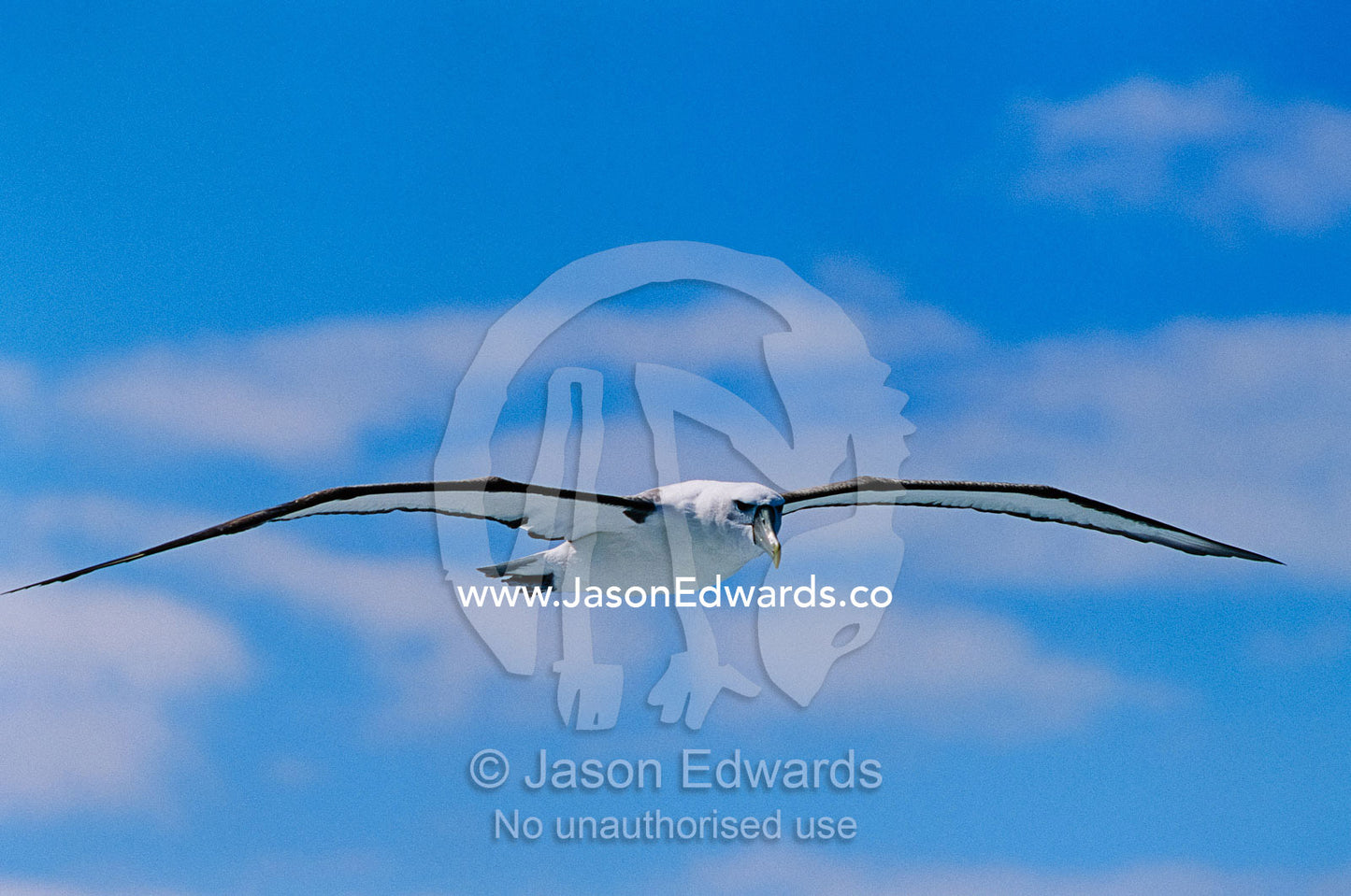 A shy albatross in flight in a clear blue sky. Continental shelf off of Eden, New South Wales, Australia.