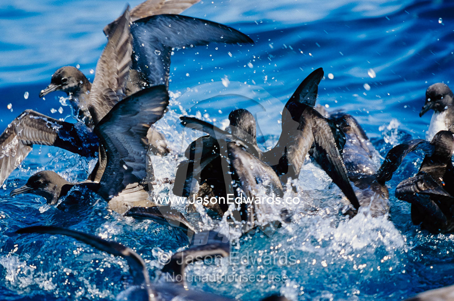 Wedge-tailed and short-tailed shearwaters fight for a bait ball. Eden, New South Wales, Australia.