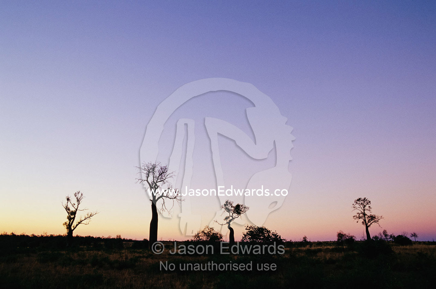Boab trees silhouetted against an Outback sky at sunset. South-central Queensland, Australia.