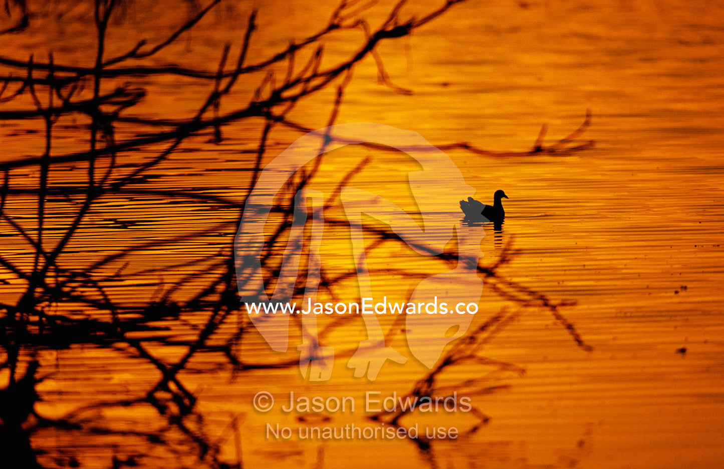 A silhouette of an Eurasian coot on the Fitzroy River at sunset. Queensland, Australia.