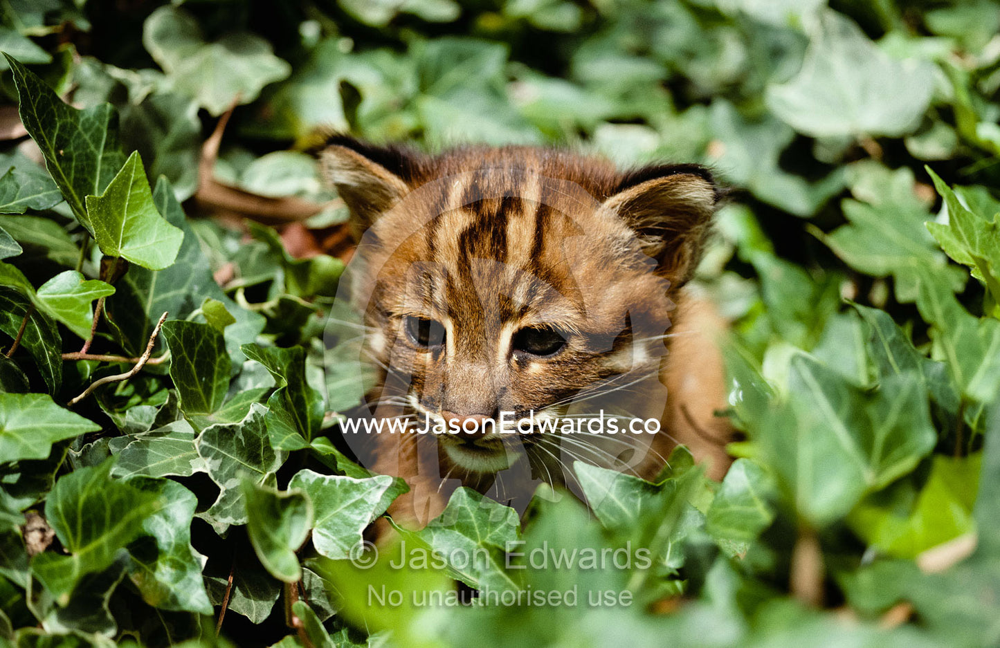 An Asiatic golden kitten peeks out from ivy leaves. Victoria, Australia.