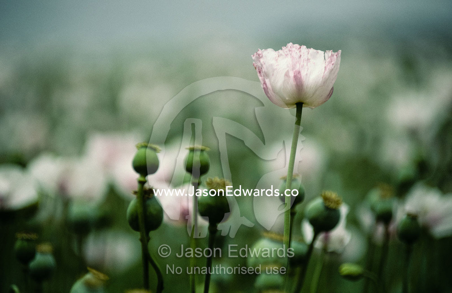 A close view of opium poppy flowers. Tasmania, Australia.