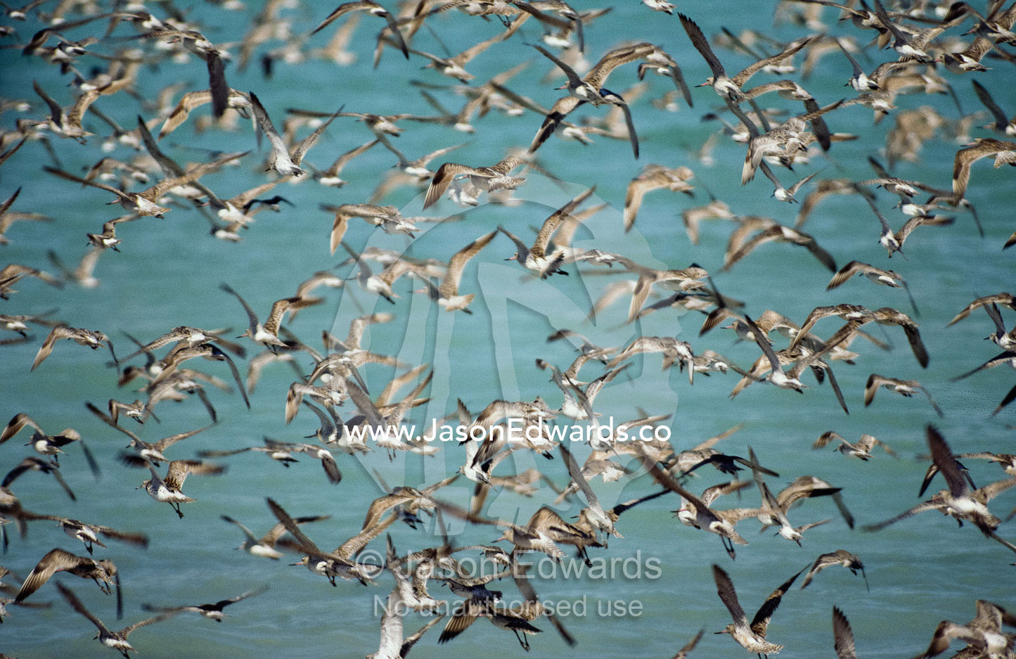 A flock of sandpipers and godwits fly over the ocean near Broome. Broome, Australia.