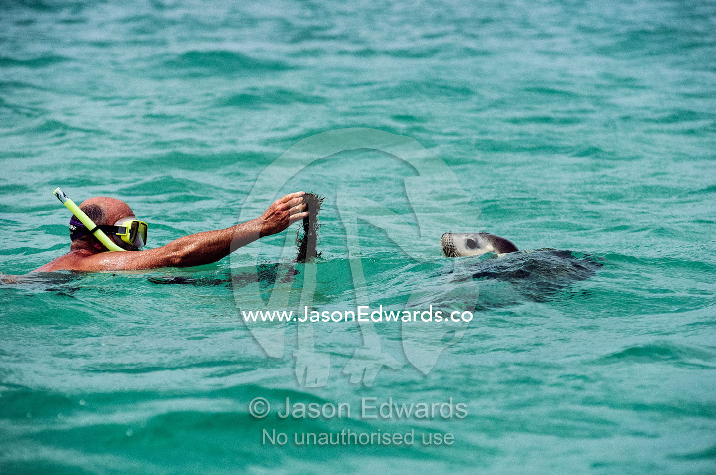 A diver tempts an Australian sea lion with a strand of seaweed. Jones Island, Bairds Bay, South Australia.